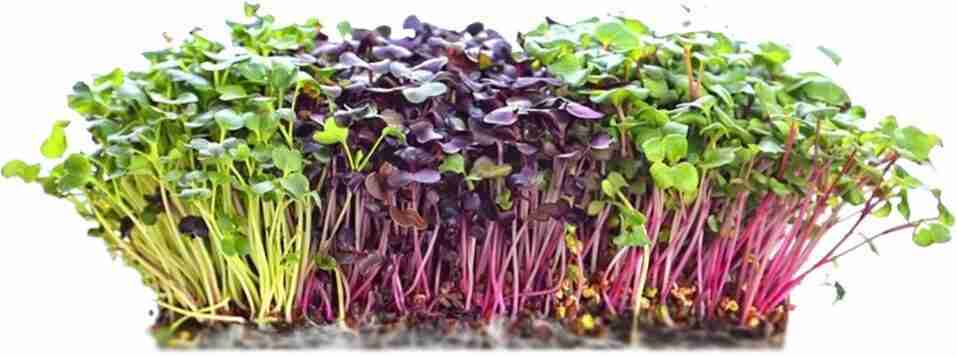 Microgreens