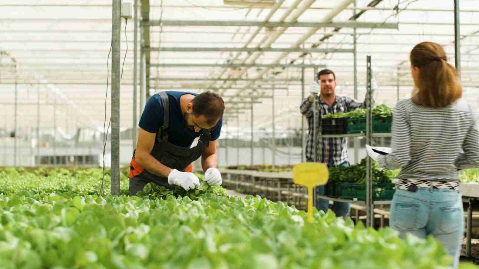 Gardener man checking fresh organic salads in greenhouse plantation