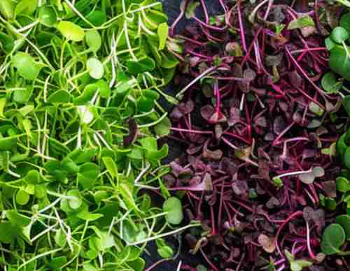 Chia Red Cabbage